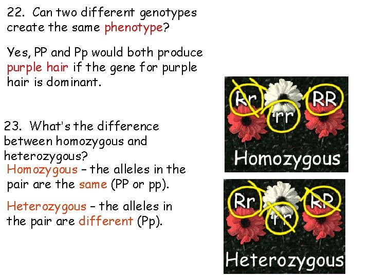 22. Can two different genotypes create the same phenotype? Yes, PP and Pp would 22. Can two different genotypes create the same phenotype? Yes, PP and Pp would