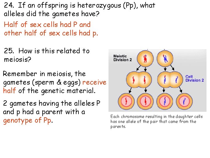 24. If an offspring is heterozygous (Pp), what alleles did the gametes have? Half 24. If an offspring is heterozygous (Pp), what alleles did the gametes have? Half