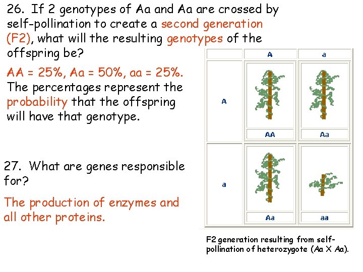 26. If 2 genotypes of Aa and Aa are crossed by self-pollination to create 26. If 2 genotypes of Aa and Aa are crossed by self-pollination to create