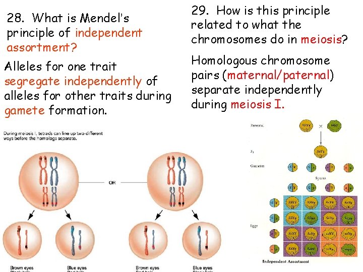 28. What is Mendel’s principle of independent assortment? Alleles for one trait segregate independently 28. What is Mendel’s principle of independent assortment? Alleles for one trait segregate independently