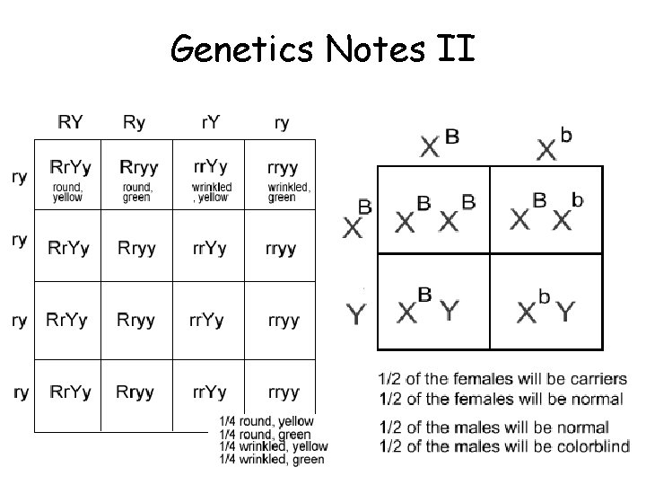 Genetics Notes II Genetics Notes II