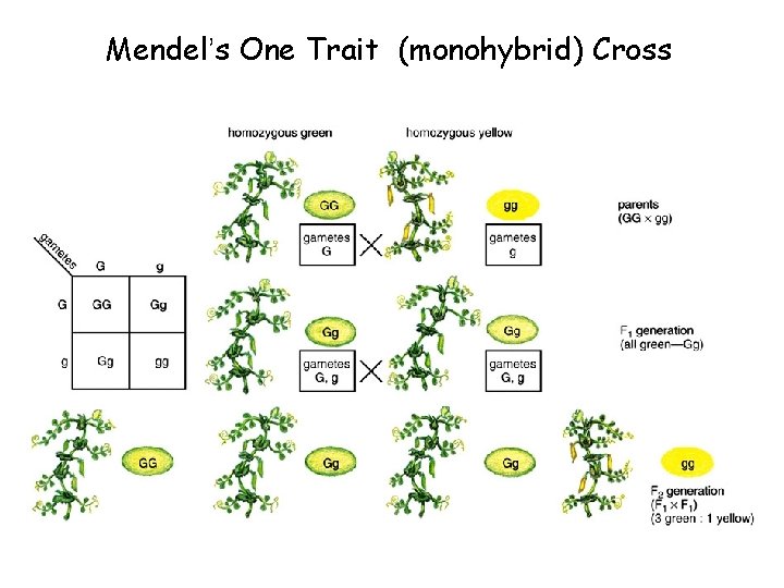 Mendel’s One Trait (monohybrid) Cross Mendel’s One Trait (monohybrid) Cross