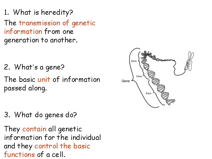 1. What is heredity? The transmission of genetic information from one generation to another. 1. What is heredity? The transmission of genetic information from one generation to another.