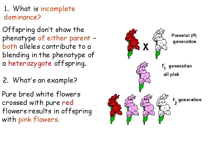 1. What is incomplete dominance? Offspring don’t show the phenotype of either parent – 1. What is incomplete dominance? Offspring don’t show the phenotype of either parent –