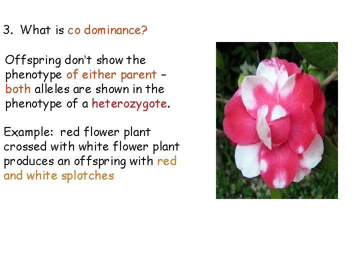 3. What is co dominance? Offspring don’t show the phenotype of either parent – 3. What is co dominance? Offspring don’t show the phenotype of either parent –