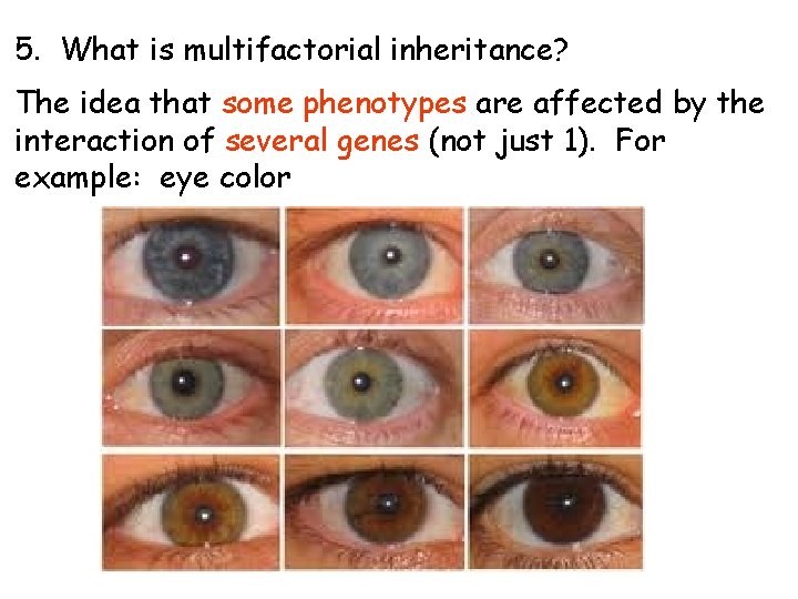5. What is multifactorial inheritance? The idea that some phenotypes are affected by the 5. What is multifactorial inheritance? The idea that some phenotypes are affected by the