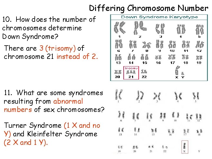 Differing Chromosome Number 10. How does the number of chromosomes determine Down Syndrome? There Differing Chromosome Number 10. How does the number of chromosomes determine Down Syndrome? There