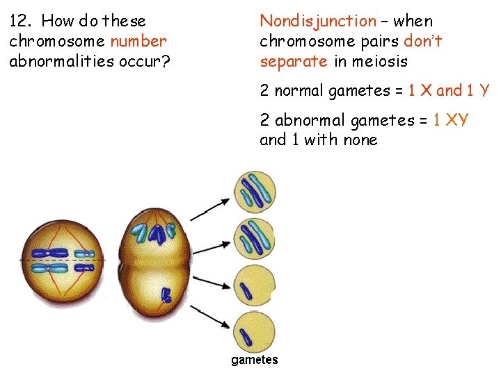 12. How do these chromosome number abnormalities occur? Nondisjunction – when chromosome pairs don’t 12. How do these chromosome number abnormalities occur? Nondisjunction – when chromosome pairs don’t