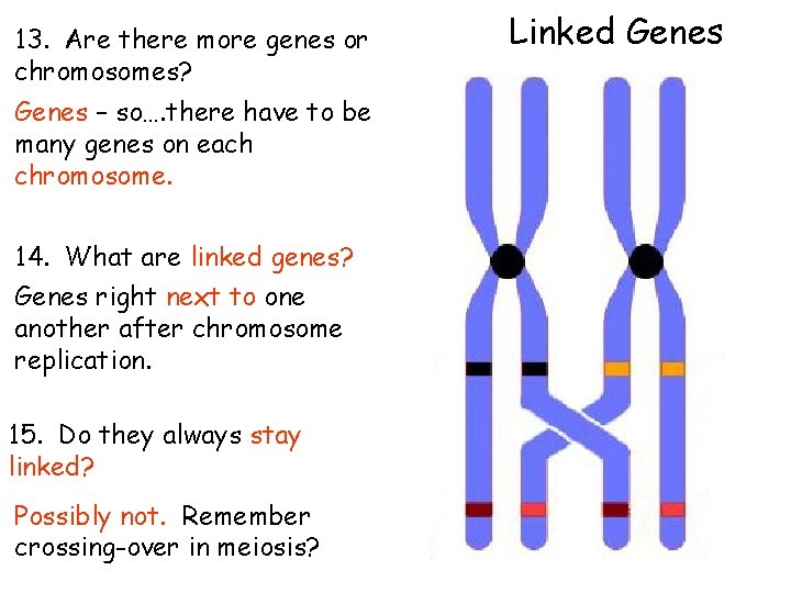 13. Are there more genes or chromosomes? Genes – so…. there have to be 13. Are there more genes or chromosomes? Genes – so…. there have to be