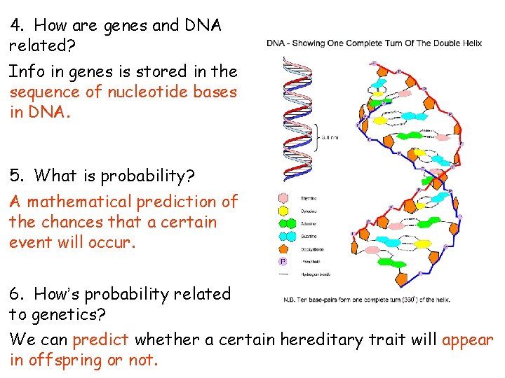 4. How are genes and DNA related? Info in genes is stored in the 4. How are genes and DNA related? Info in genes is stored in the