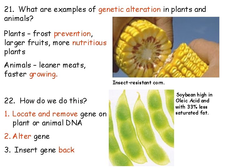 21. What are examples of genetic alteration in plants and animals? Plants – frost 21. What are examples of genetic alteration in plants and animals? Plants – frost