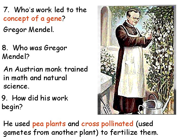 7. Who’s work led to the concept of a gene? Gregor Mendel. 8. Who 7. Who’s work led to the concept of a gene? Gregor Mendel. 8. Who