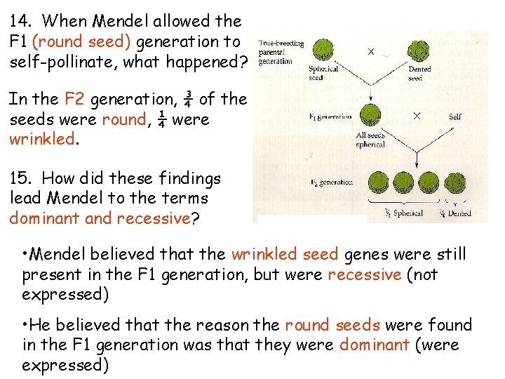 14. When Mendel allowed the F 1 (round seed) generation to self-pollinate, what happened? 14. When Mendel allowed the F 1 (round seed) generation to self-pollinate, what happened?