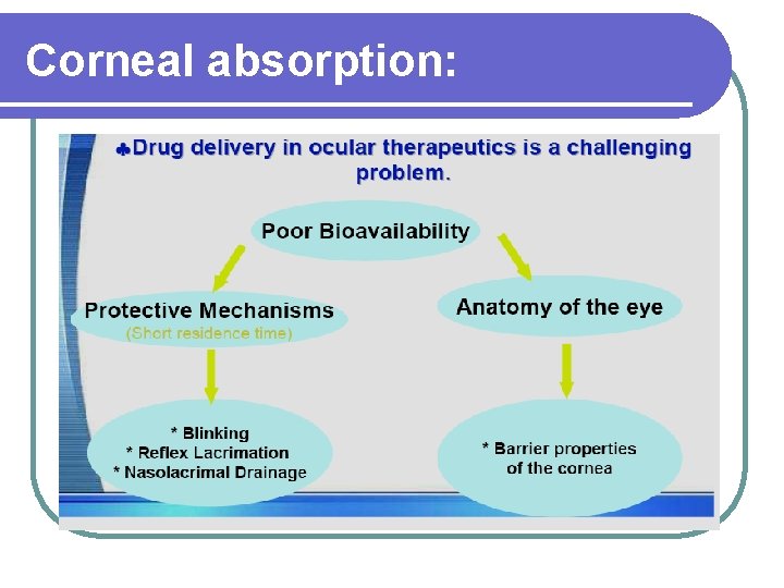 Corneal absorption: 