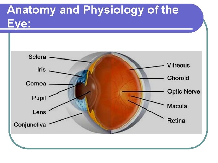 Anatomy and Physiology of the Eye: 
