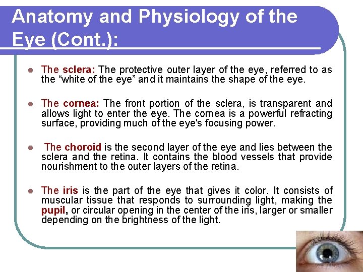 Anatomy and Physiology of the Eye (Cont. ): l The sclera: The protective outer