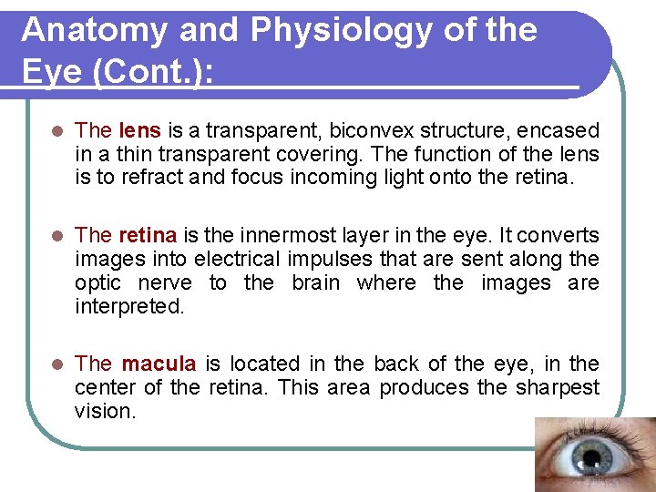 Anatomy and Physiology of the Eye (Cont. ): l The lens is a transparent,