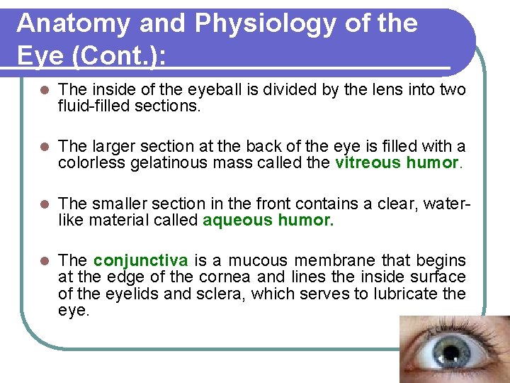 Anatomy and Physiology of the Eye (Cont. ): l The inside of the eyeball