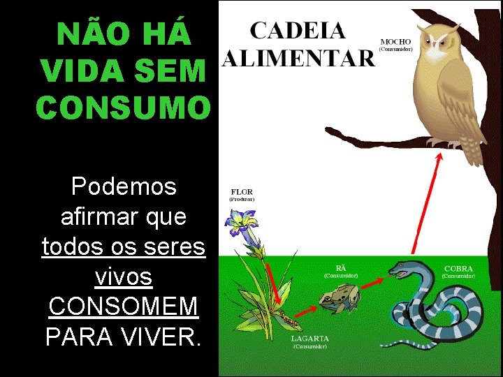 NÃO HÁ VIDA SEM CONSUMO Podemos afirmar que todos os seres vivos CONSOMEM PARA