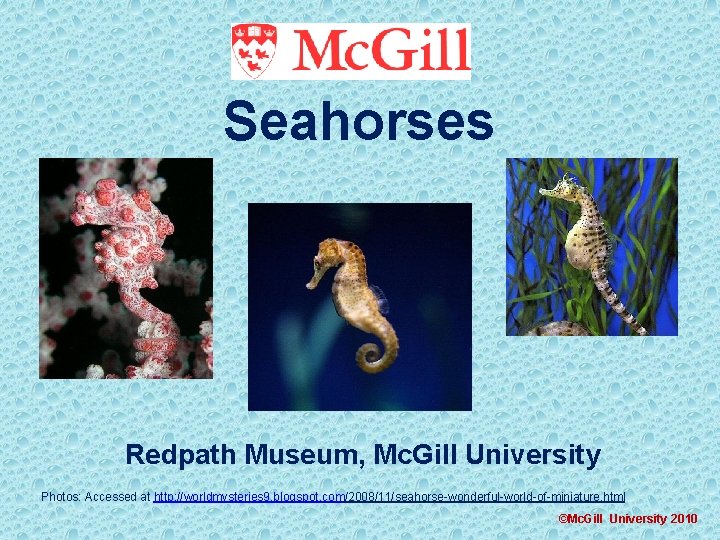 Seahorses Redpath Museum, Mc. Gill University Photos: Accessed at http: //worldmysteries 9. blogspot. com/2008/11/seahorse-wonderful-world-of-miniature.