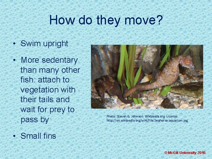 How do they move? • Swim upright • More sedentary than many other fish: