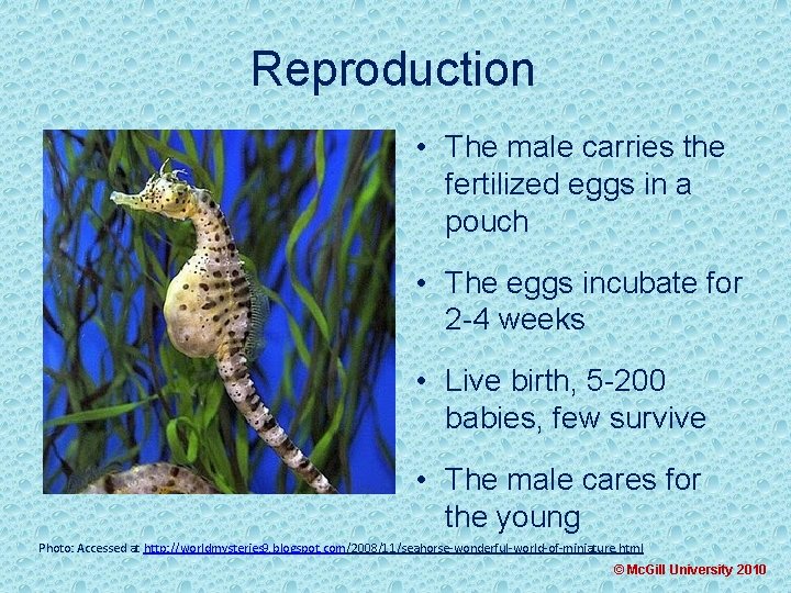 Reproduction • The male carries the fertilized eggs in a pouch • The eggs
