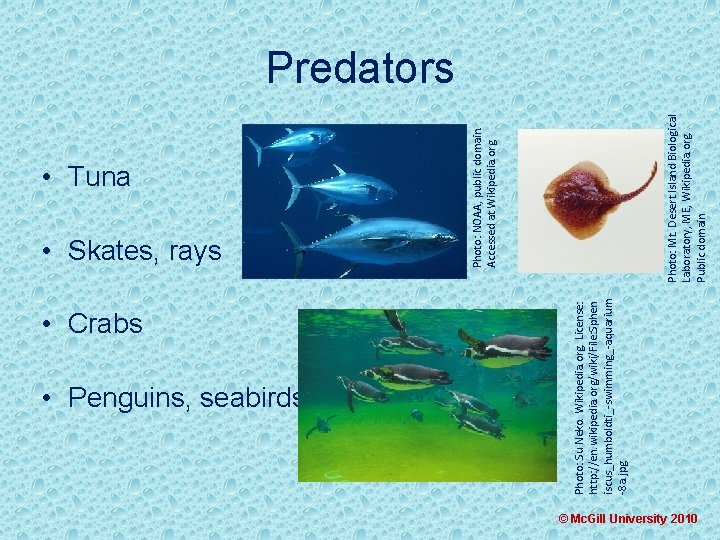  • Skates, rays • Crabs • Penguins, seabirds Photo: Su Neko. Wikipedia. org.