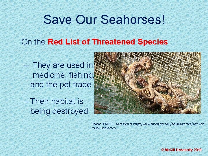 Save Our Seahorses! On the Red List of Threatened Species – They are used