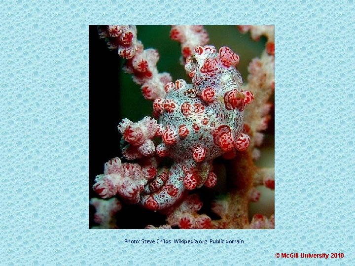 Photo: Steve Childs. Wikipedia. org. Public domain. © Mc. Gill University 2010 