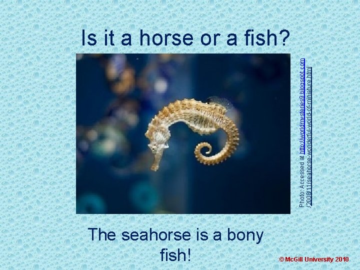 Photo: Accessed at http: //worldmysteries 9. blogspot. com /2008/11/seahorse-wonderful-world-of-miniature. html Is it a horse