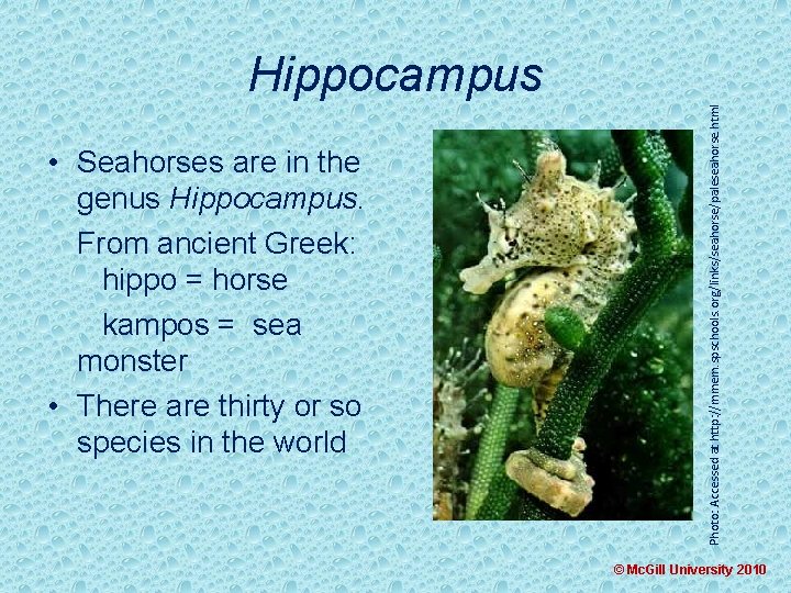  • Seahorses are in the genus Hippocampus. From ancient Greek: hippo = horse