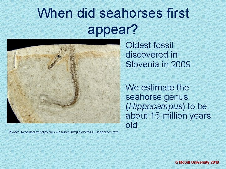 When did seahorses first appear? • Oldest fossil discovered in Slovenia in 2009 •