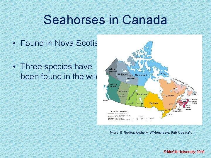 Seahorses in Canada • Found in Nova Scotia • Three species have been found