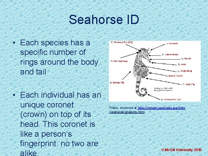 Seahorse ID • Each species has a specific number of rings around the body