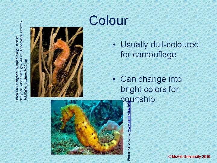 Photo Nick Hobgood. Wikipedia. org. License: http: //en. wikipedia. org/wiki/File: Hippocampus_hystrix _%28 Spiny_seahorse%29. jpg.