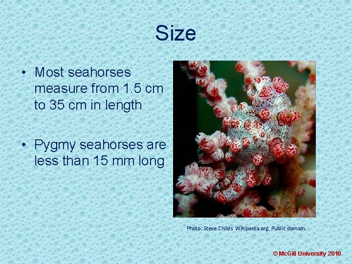 Size • Most seahorses measure from 1. 5 cm to 35 cm in length