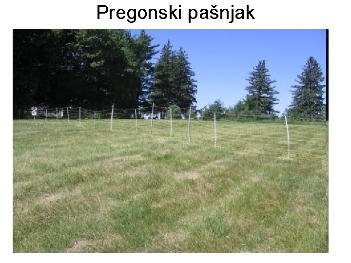 Pregonski pašnjak 