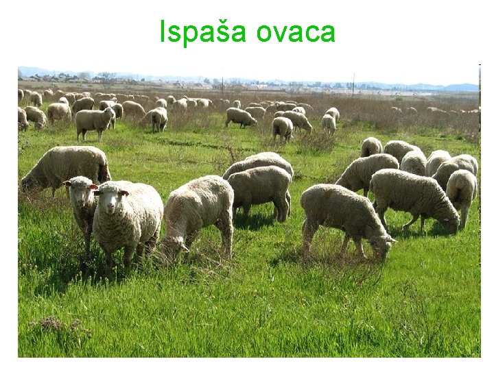 Ispaša ovaca 