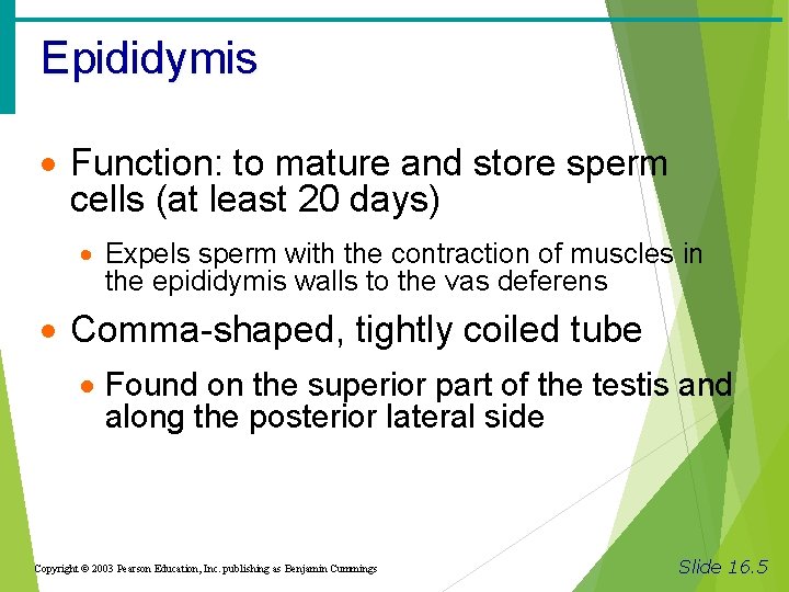 Epididymis · Function: to mature and store sperm cells (at least 20 days) ·