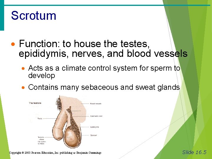 Scrotum · Function: to house the testes, epididymis, nerves, and blood vessels · Acts