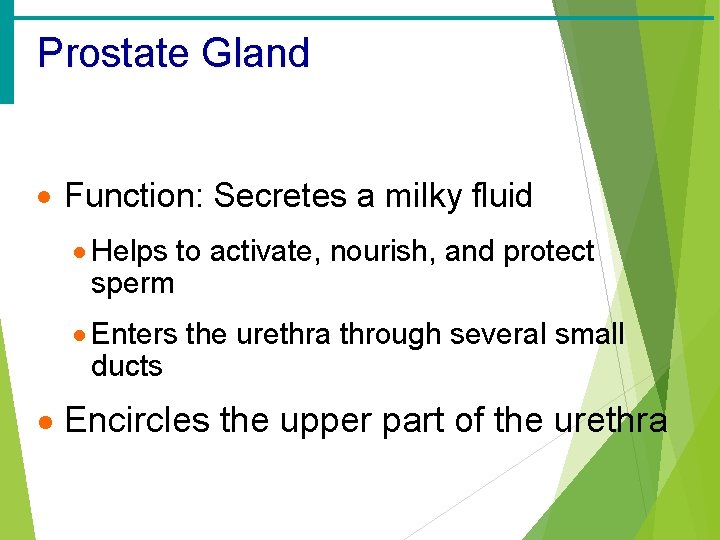 Prostate Gland · Function: Secretes a milky fluid · Helps to activate, nourish, and