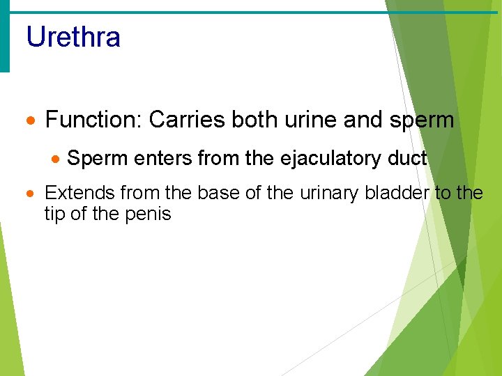 Urethra · Function: Carries both urine and sperm · Sperm enters from the ejaculatory