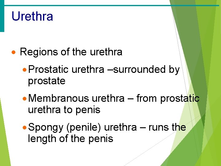 Urethra · Regions of the urethra · Prostatic urethra –surrounded by prostate · Membranous