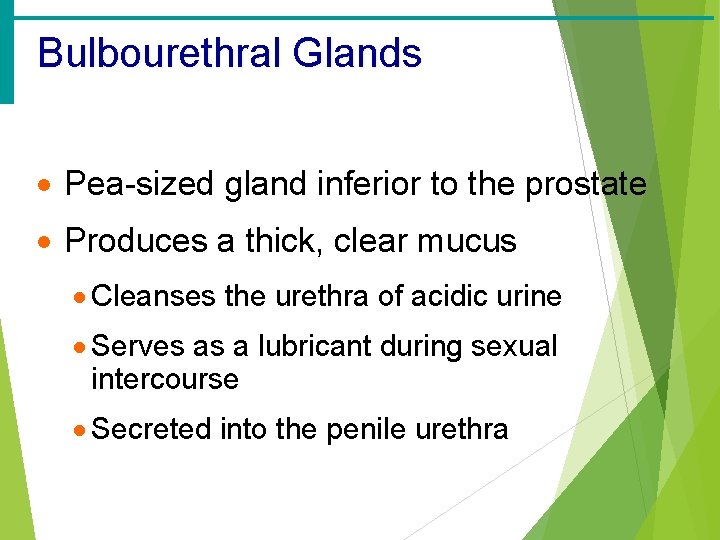 Bulbourethral Glands · Pea-sized gland inferior to the prostate · Produces a thick, clear