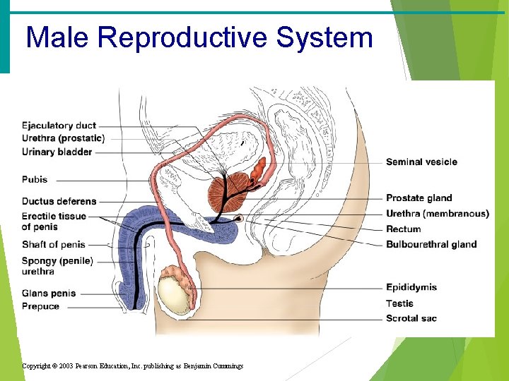Male Reproductive System Copyright © 2003 Pearson Education, Inc. publishing as Benjamin Cummings 
