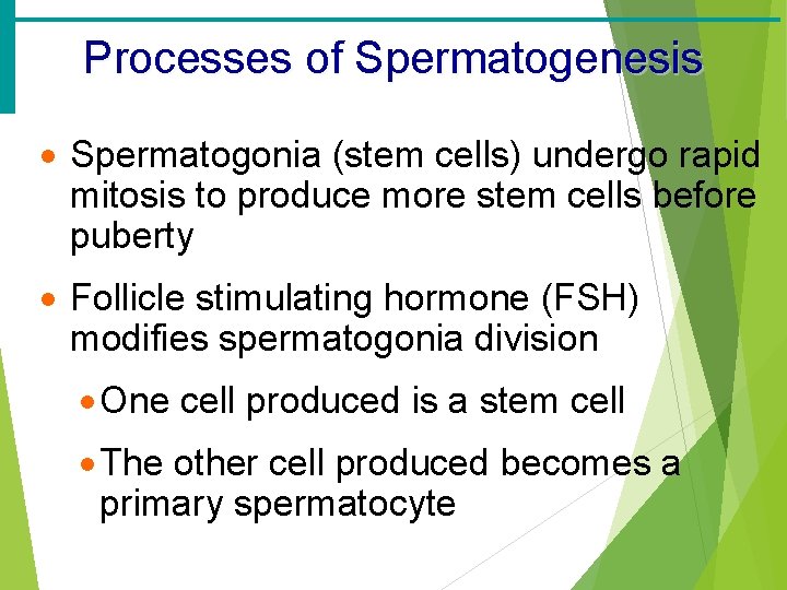 Processes of Spermatogenesis · Spermatogonia (stem cells) undergo rapid mitosis to produce more stem