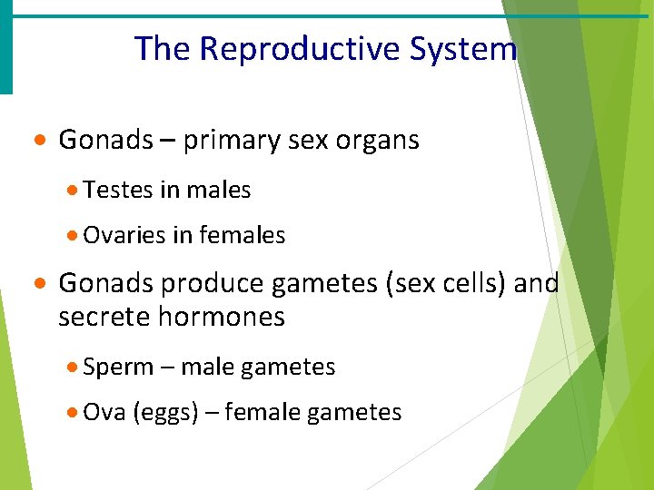 The Reproductive System · Gonads – primary sex organs · Testes in males ·