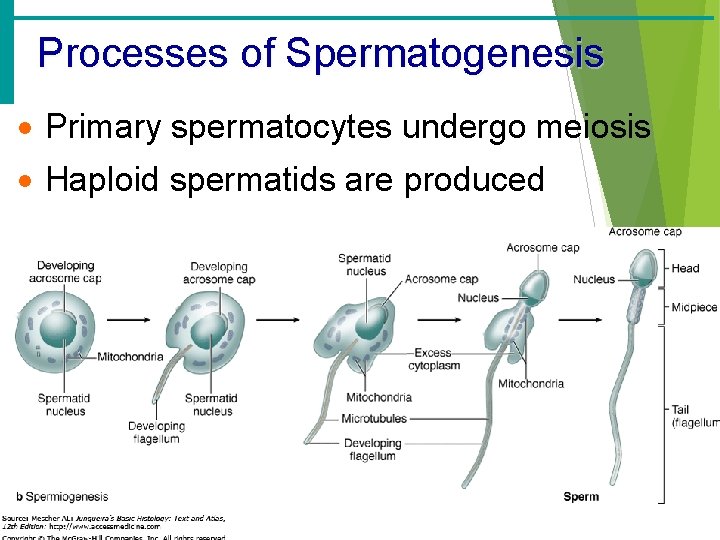 Processes of Spermatogenesis · Primary spermatocytes undergo meiosis · Haploid spermatids are produced 