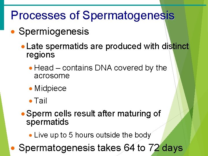 Processes of Spermatogenesis · Spermiogenesis · Late spermatids are produced with distinct regions ·
