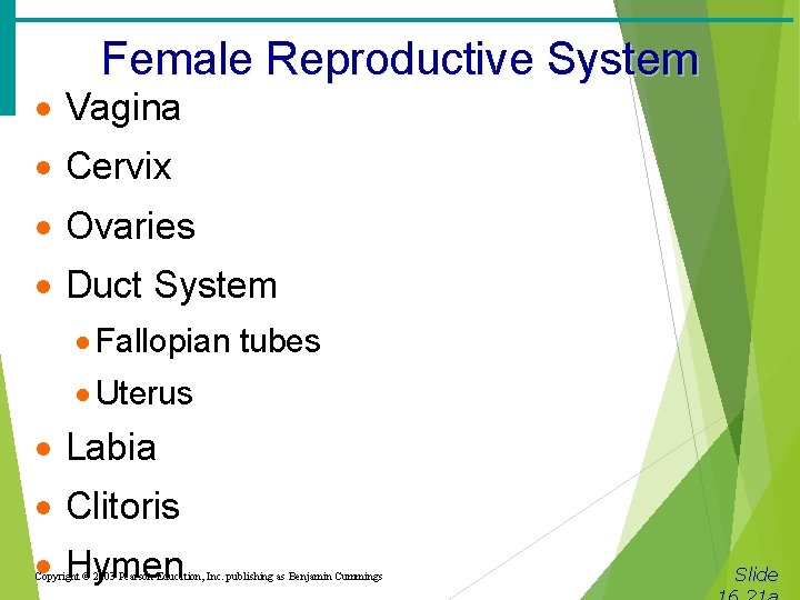 Female Reproductive System · Vagina · Cervix · Ovaries · Duct System · Fallopian